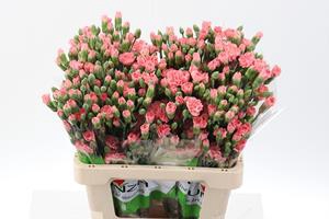 <h4>Dianthus sp abenico</h4>
