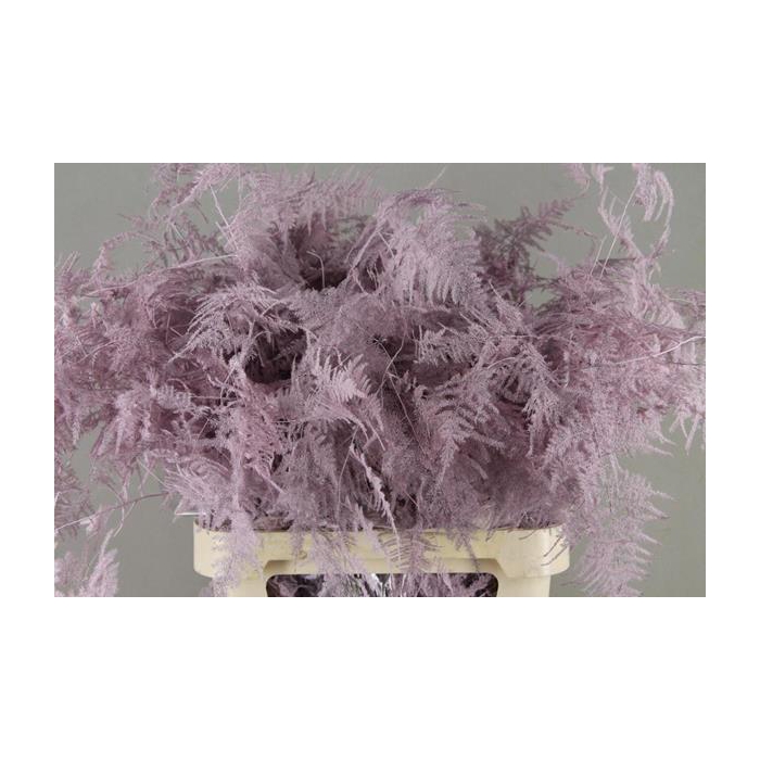 <h4>Asparagus L.getopt Roze</h4>