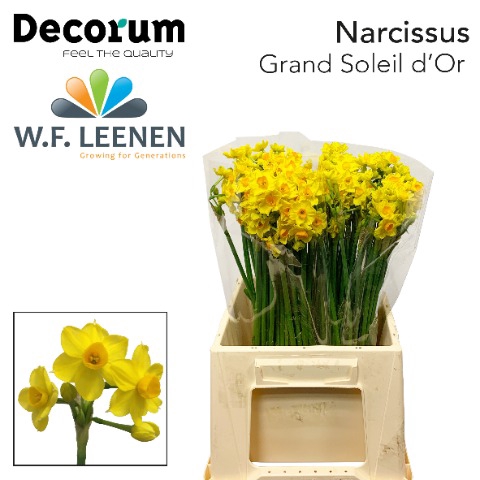 <h4>Narcissus sp soleil d'or</h4>