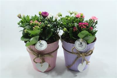 <h4>0175 ZINK PASTEL + HARTJE</h4>