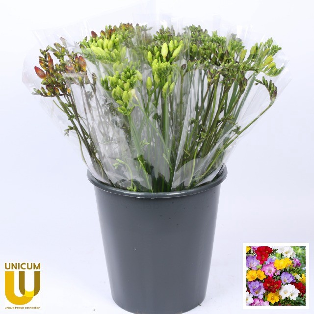 <h4>Freesia en mix in bucket</h4>