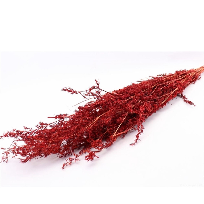 <h4>Droogbloem Beta grass 100cm</h4>
