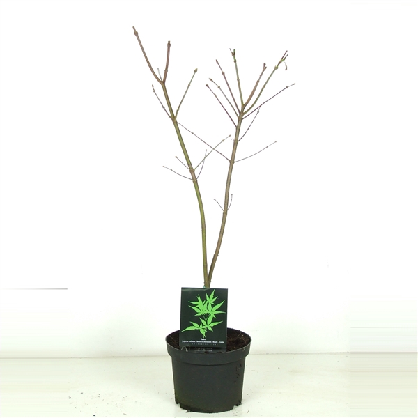 <h4>Acer japonicum 'Aconitifolium' P23</h4>