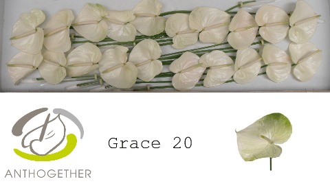 <h4>Anthurium grace</h4>