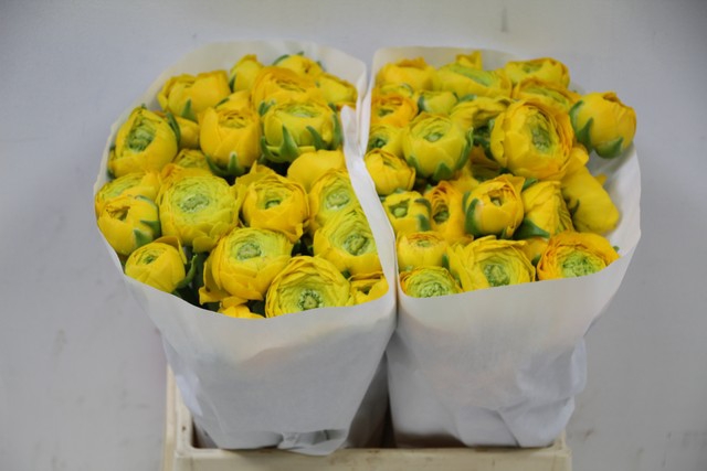 <h4>Ranunculus clooney yellow</h4>