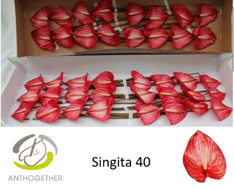 <h4>Anthurium singita</h4>