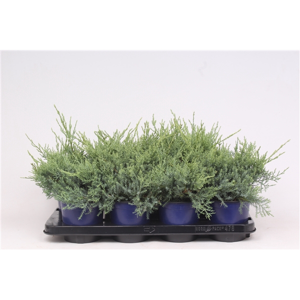 <h4>Juniperus x pfitzeriana 'Pfitzeriana Glauca'</h4>