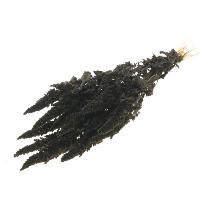 <h4>Amaranthus SB black</h4>