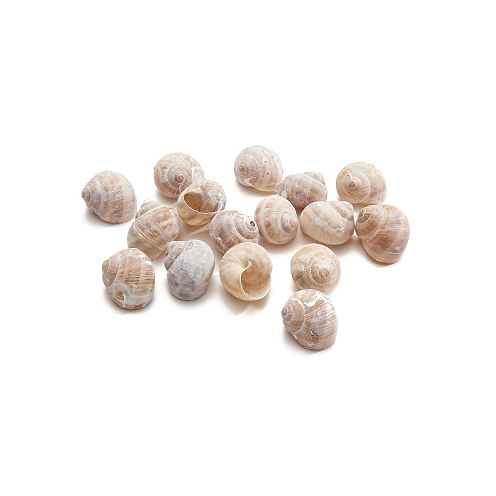 <h4>SCHELP LANDSNAIL SMALL FROSTED WHITE 250GR</h4>