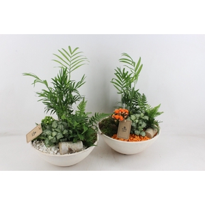 arr2 PL - Ebbischaal creme x2 - oranje/wit
