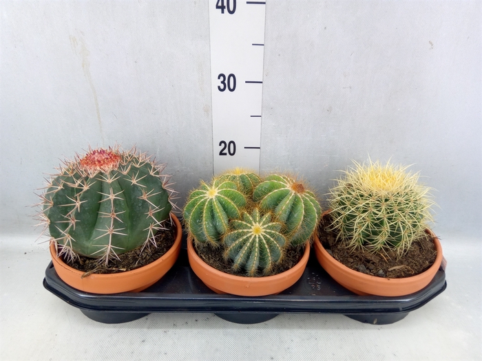 <h4>Cactus ...mix</h4>