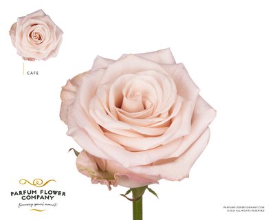 <h4>Rosa ec cafe</h4>