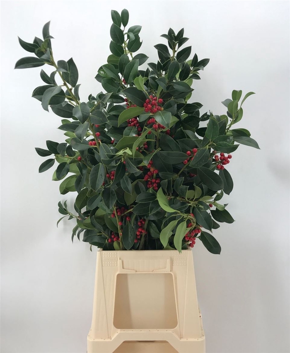 <h4>Ilex Rode Bes Groen</h4>