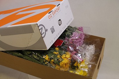<h4>Chrys sp re mix in box</h4>