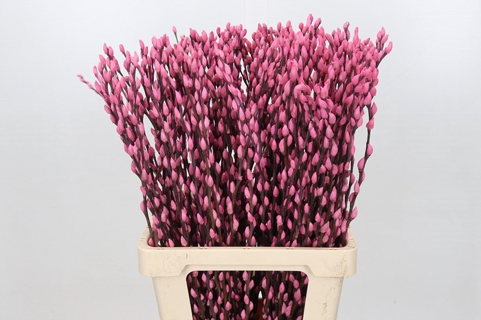 <h4>Salix paint pussy willow pink</h4>