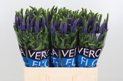 <h4>Veronica blue</h4>