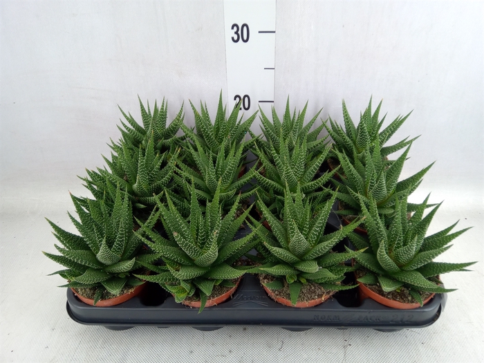 <h4>Haworthia   ...</h4>