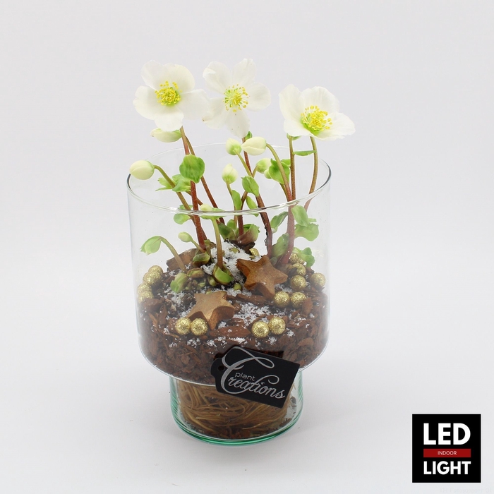 <h4>NHCR-2321LED Verboom Helleborus terrarium</h4>