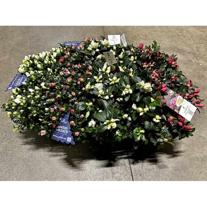 <h4>Rhododendron simsii trolley mix 13Ø 32cm</h4>