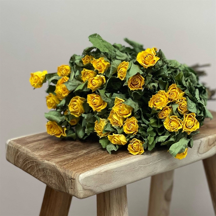 <h4>Dried Roses Yellow Breeze x80</h4>