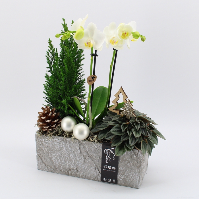 <h4>PHALXM-2322 Phalaenopsis Xmas</h4>