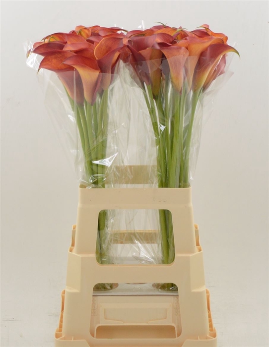 <h4>Zantedeschia captain trinity</h4>