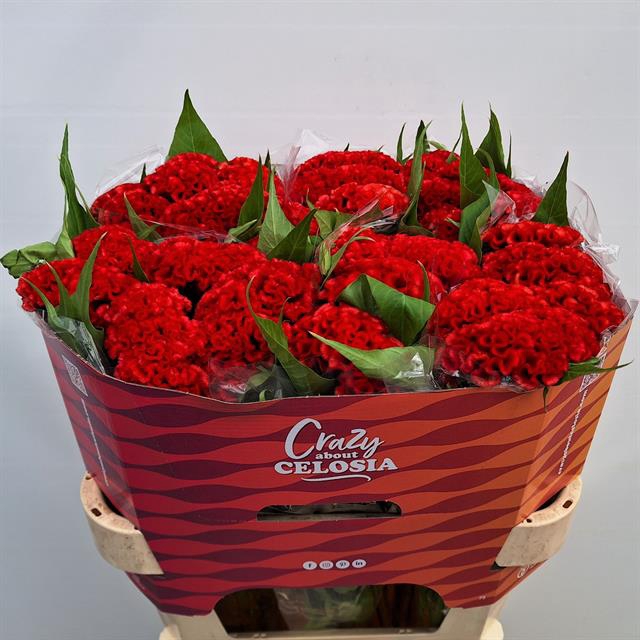 <h4>Celosia smashing</h4>