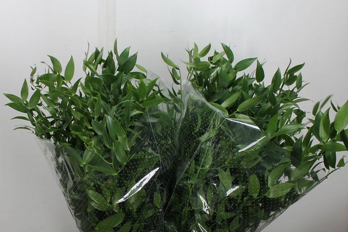 <h4>Ruscus Middel 120 Gr.</h4>