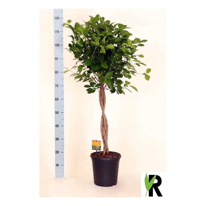 <h4>Ficus Microcapra Moclame 23Ø 110cm 4pp</h4>