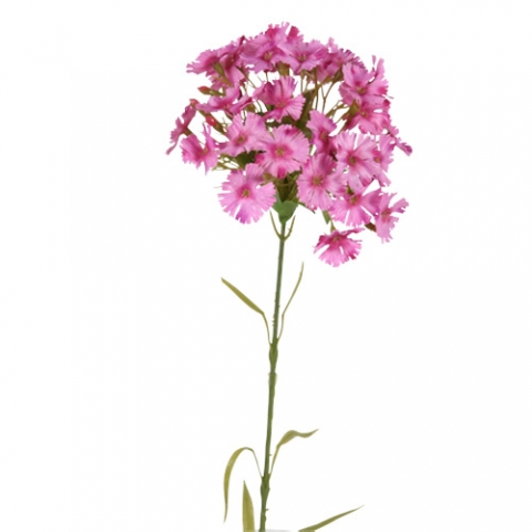 <h4>Dianthus barbatus MIXTO</h4>