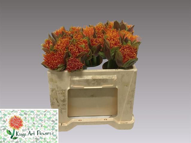 <h4>Scadoxus other</h4>