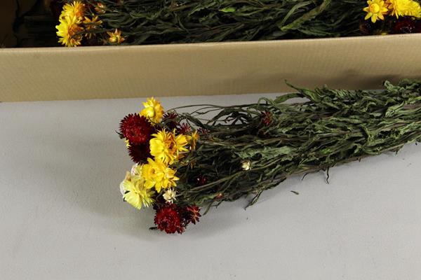 <h4>Df Helichrysum Mixed Bs</h4>
