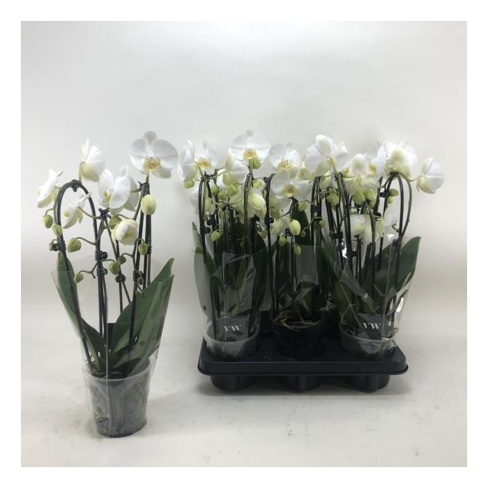 <h4>Phalaenopsis Elegans Cascade 12Ø 40cm 3st 20fl</h4>