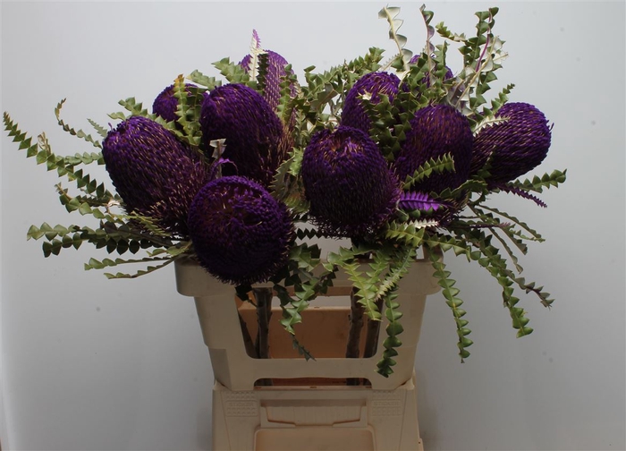 <h4>Banksia Speciosa Purple</h4>