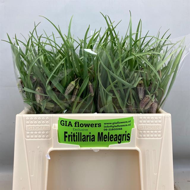 <h4>Fritillaria meleagris</h4>