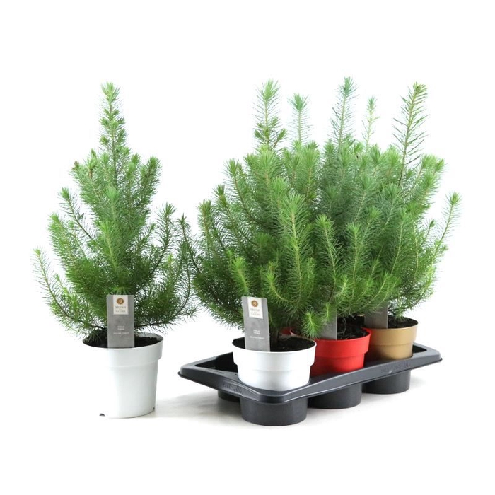 <h4>Pinus pinea Silver Crest</h4>