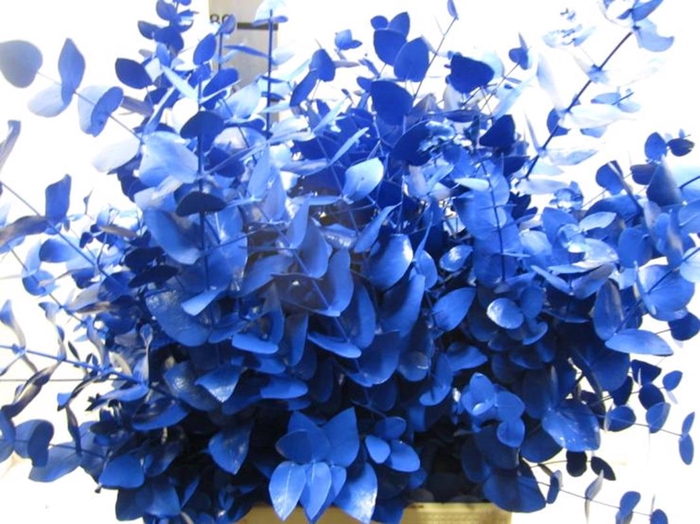 <h4>Euc Cinerea Blauw</h4>