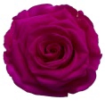 Rose Hot Pink Sophisticated pres.