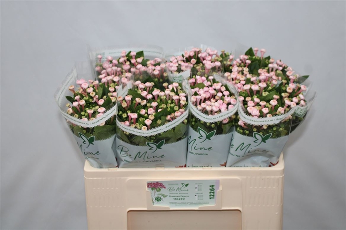 <h4>Bouvardia Double Diamond Princie</h4>
