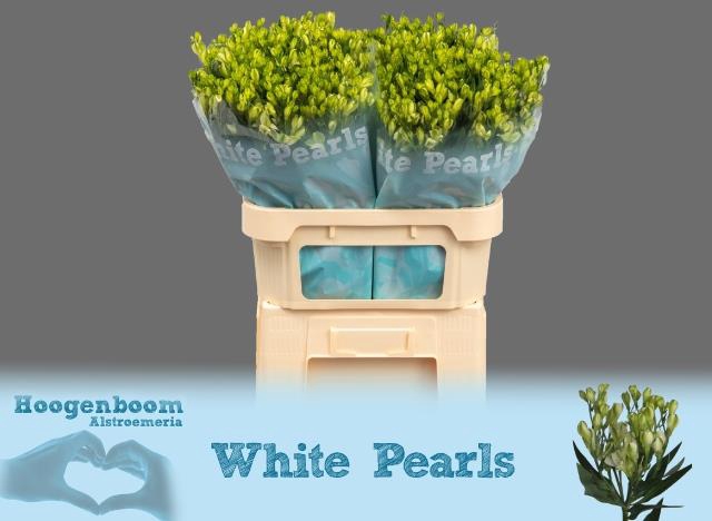 <h4>Alstroemeria fl white pearls</h4>