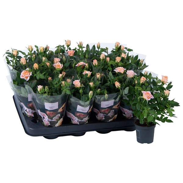 <h4>Nolina Roses Ø 7 cm Peach</h4>