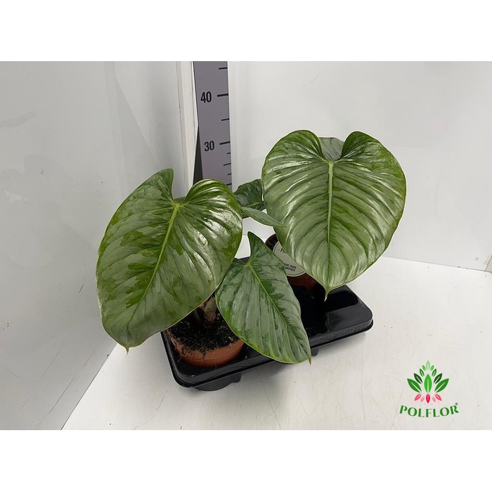 <h4>Philodendron Sodiroi 15Ø 45cm</h4>