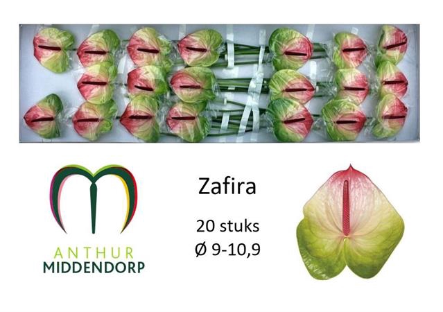 <h4>Anthurium zafira</h4>
