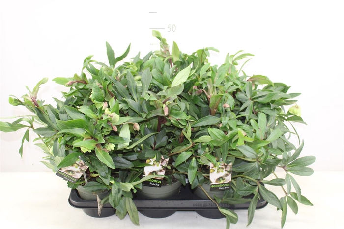<h4>Helleborus Winterbells 15-20</h4>