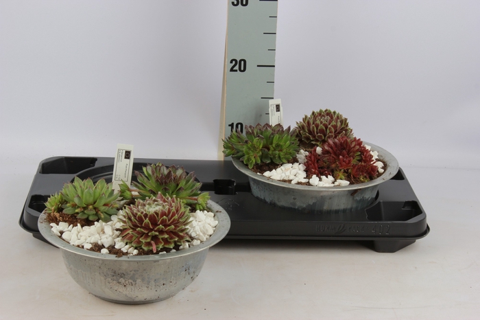<h4>ARR SEMPERVIVUM</h4>