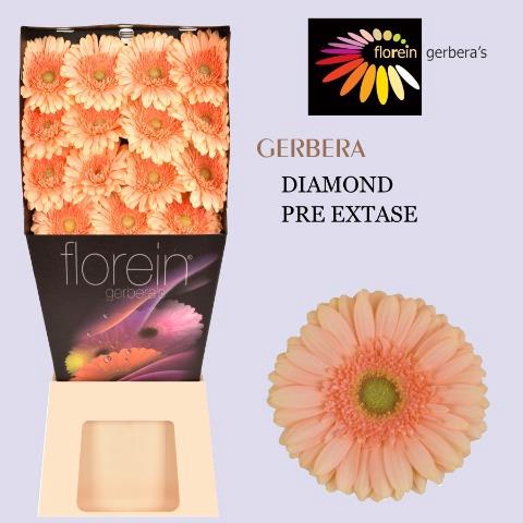 <h4>Gerbera diamond pre-extase</h4>