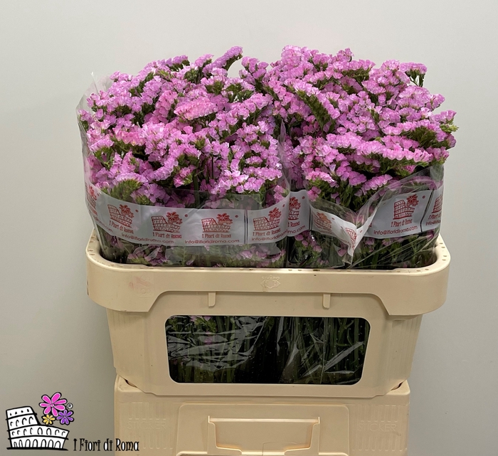 <h4>Lim S Lucia Pink Ml</h4>
