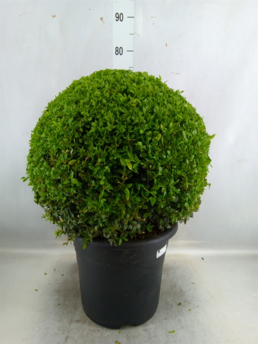 <h4>Buxus Semp. ...</h4>