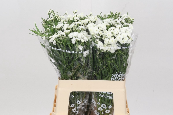 <h4>Achillea magical inspiration</h4>