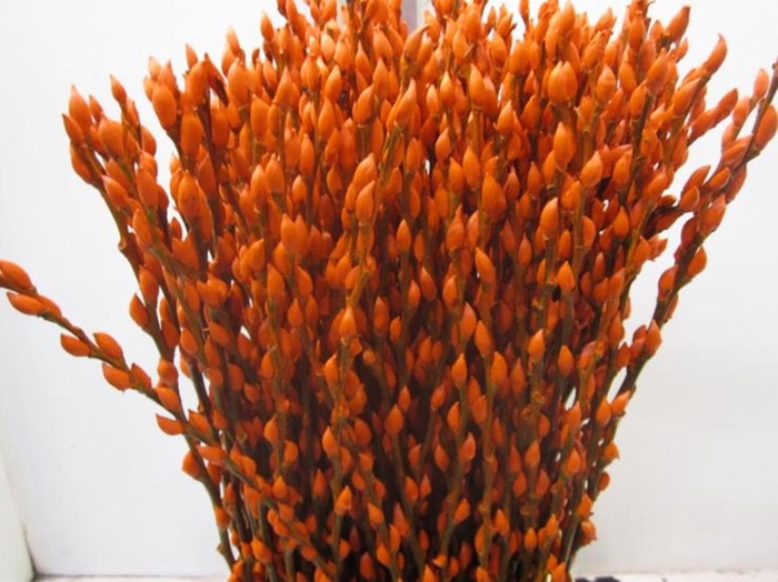 <h4>Salix Katjes Oranje L90</h4>